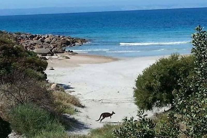 Sea Dragon Kangaroo Island Penneshaw Kültér fotó